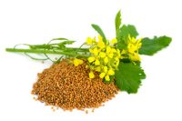 GRAINES MOUTARDE (vente au poids/prix au kg)