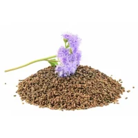 GRAINES PHACELIE (vente au poids/prix au kg)